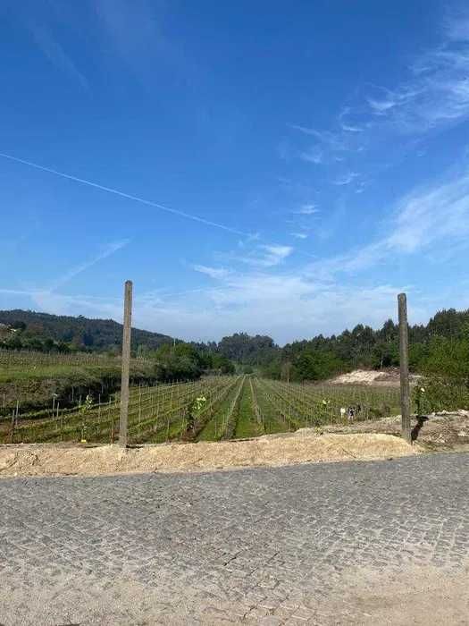 Terreno com 50000m2 com Vinha Mecanizada nova