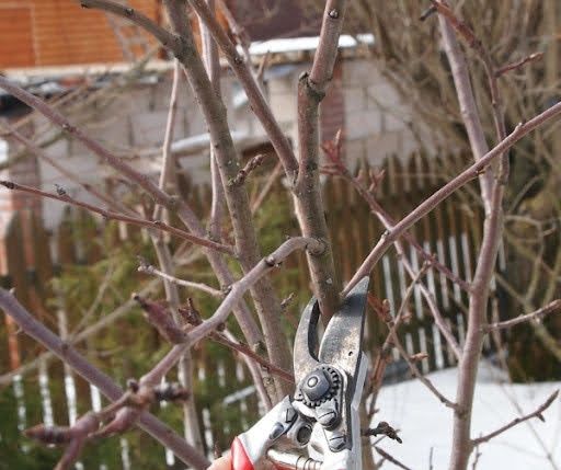 Спил и обрезка деревьев