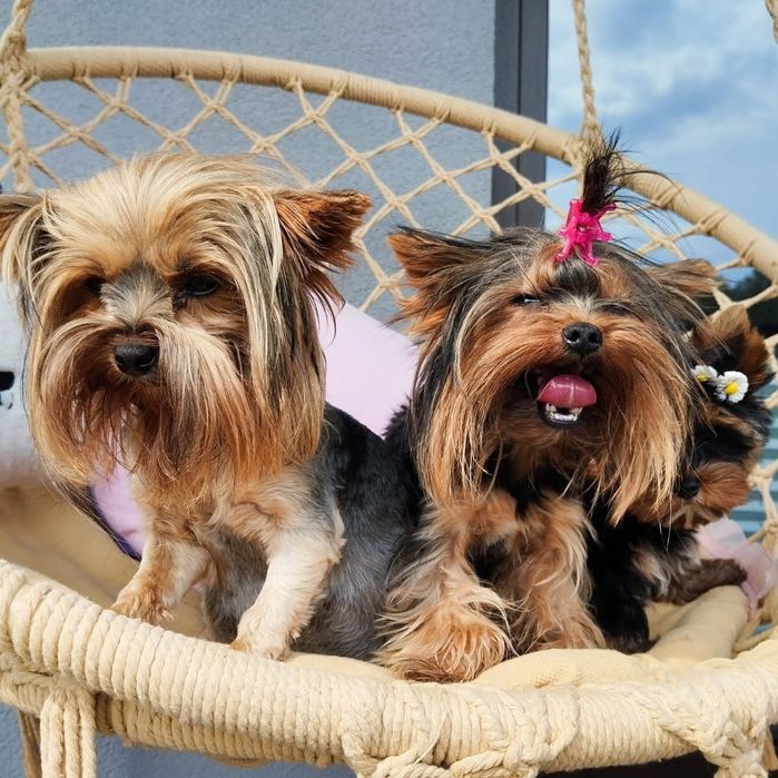 samczyk  Yorkshire terrier z Rodowodem