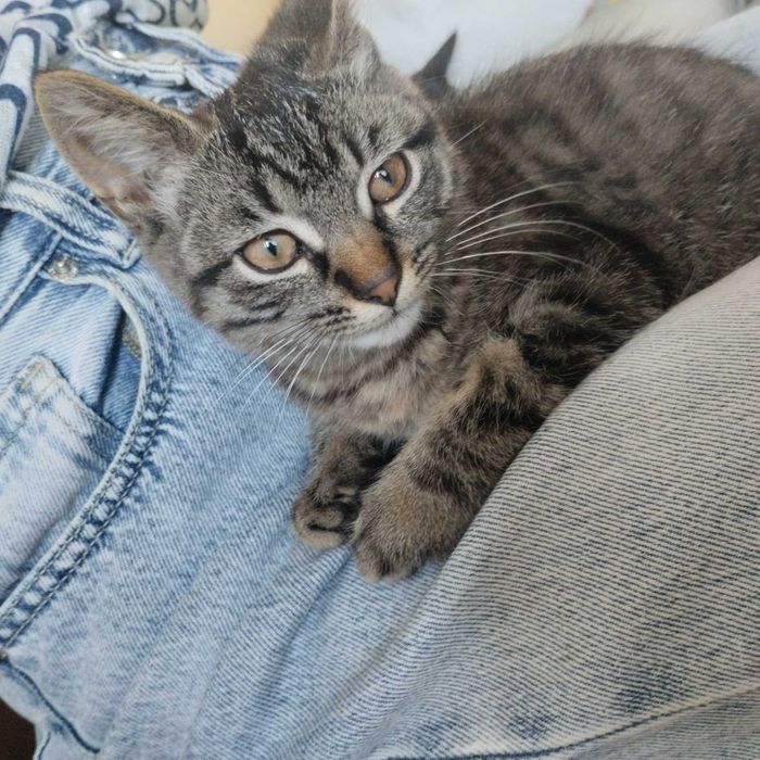 Кошенята в добрі руки!:>