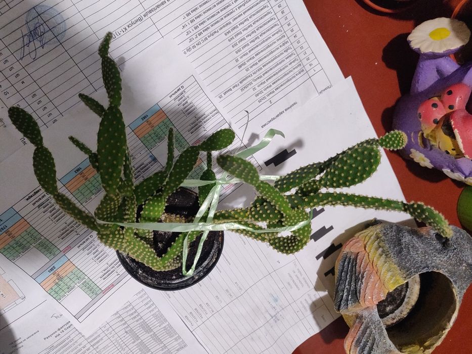 Вазон Кактус, кімнатна рослина.