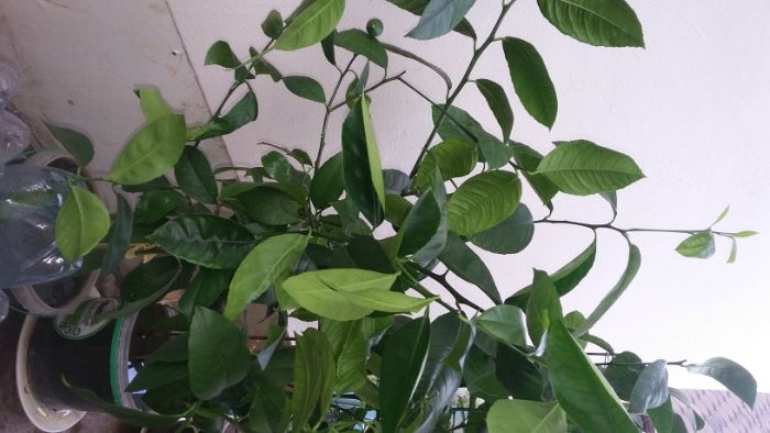 Продам деревья лимона плодоносящего (Звоните не пишите!!)