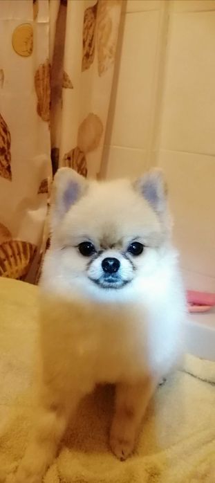 Стрижка собак маленьких пород(услуги грумера)у себя,и с выездом на дом