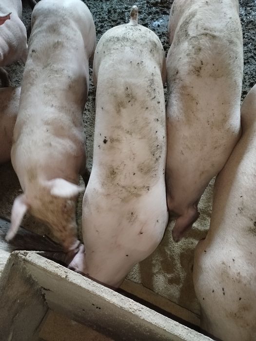 Продам свиней живою вагою свині
