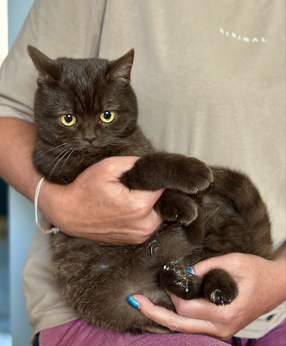 Kotka brytyjska czekoladowa FPL / FIFe