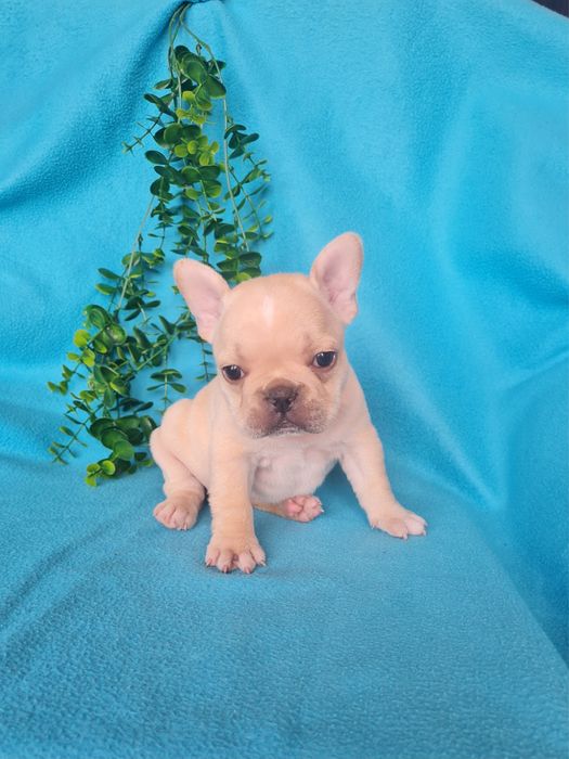 Excelente menina Bulldog/Bouledogue Francês de Qualidade