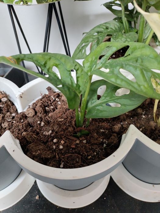 Monstera ' Monkey Mask'