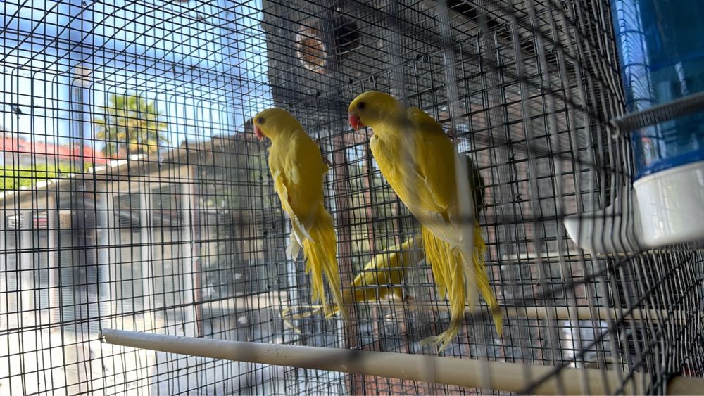 Vendo casais de aves
