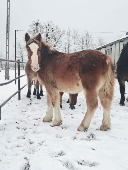 Źrebaki zimnokrwiste ogierki pkz