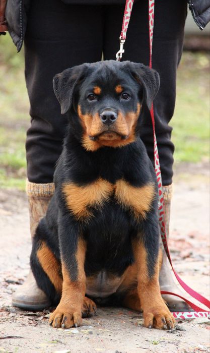 Найкращі цуценята ротвейлера