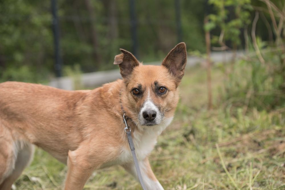 Lilma - delikatna sunia do doświadczonego domu