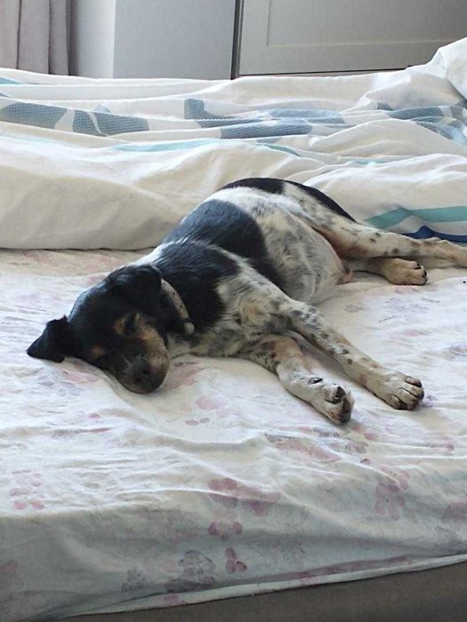 Piesek szuka domku..