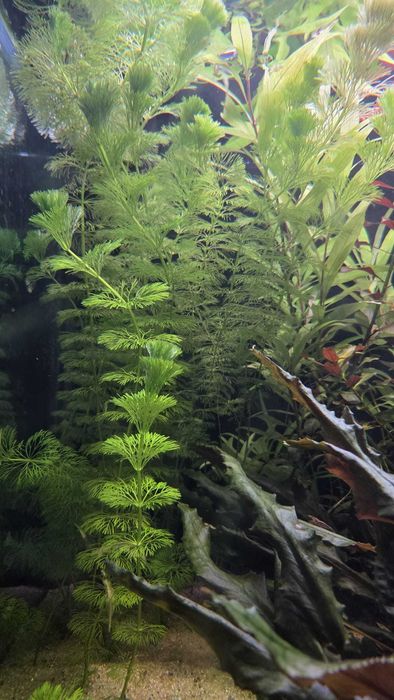 limnophila sessiliflora