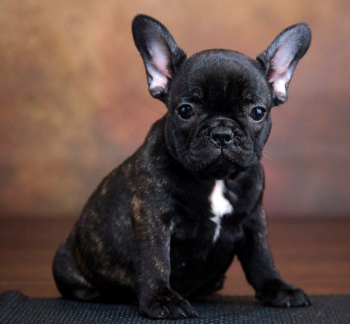 Шикарна неймовірна дівчинка: