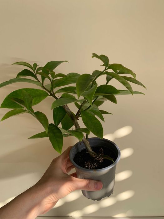 Muda de  ora-pro-nóbis em vaso - Pereskia aculeata