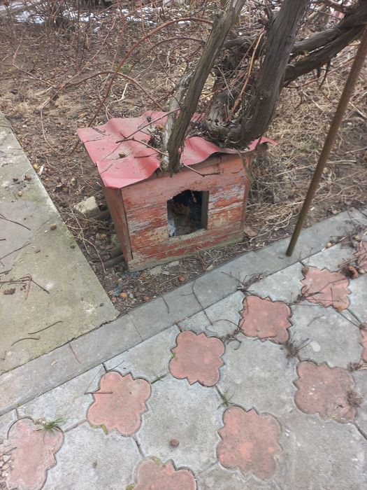 Две собачьих будки