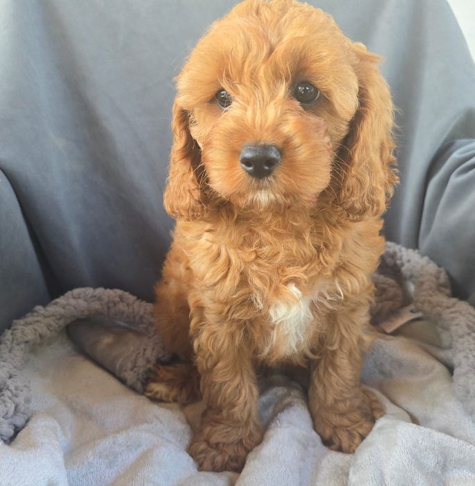 Cavapoo f1 samiec chłopczyk cavapo