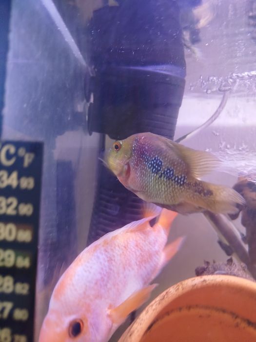 Urgente vendo fêmea de flowerhorn kamfa 15cm