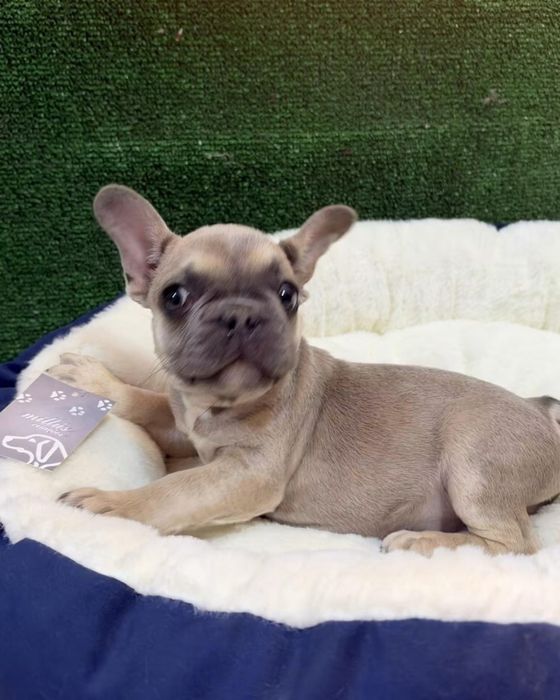 Bulldog francês  maravilhoso olhos verdes