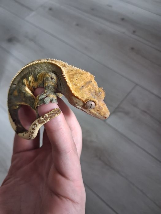 Samica Gekon Orzesiony