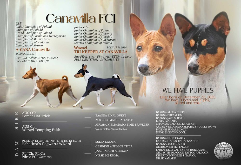 Basenji suczka szczenię legalna hodowla ZKwP