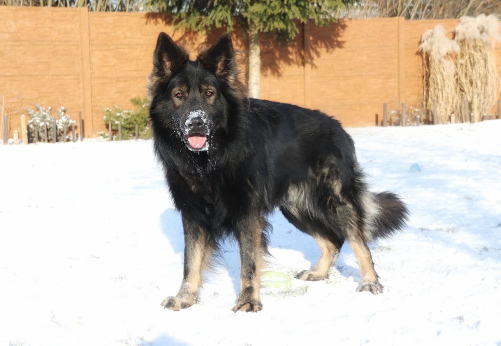 Owczarek Staroniemiecki