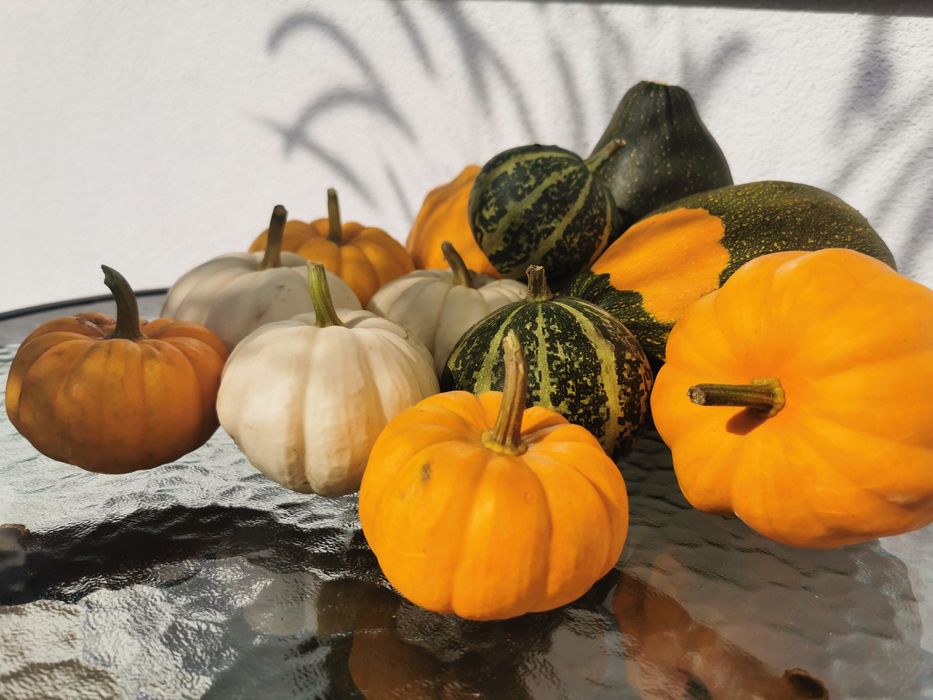 Dynie ozdobne, dynie dekoracja, dynie Halloween