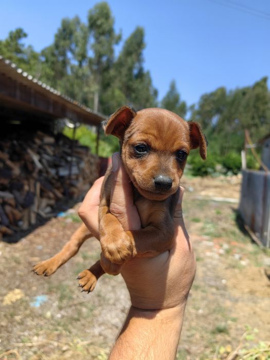 Pincher Mini menina