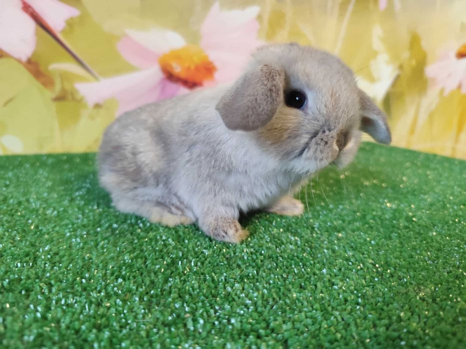 AKTUALNE PIĘKNE Mini Lop Karzełek Rex królik miniaturka baranki teddy