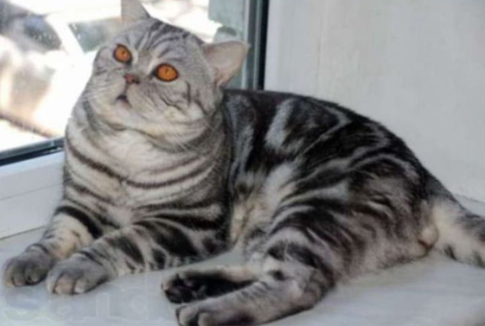 Шотландский прямоухий кот для вязки