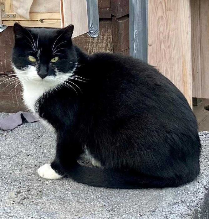 Kotka do adopcji - wysterylizowana