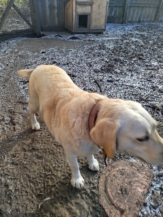 Лабрадор дівчинка