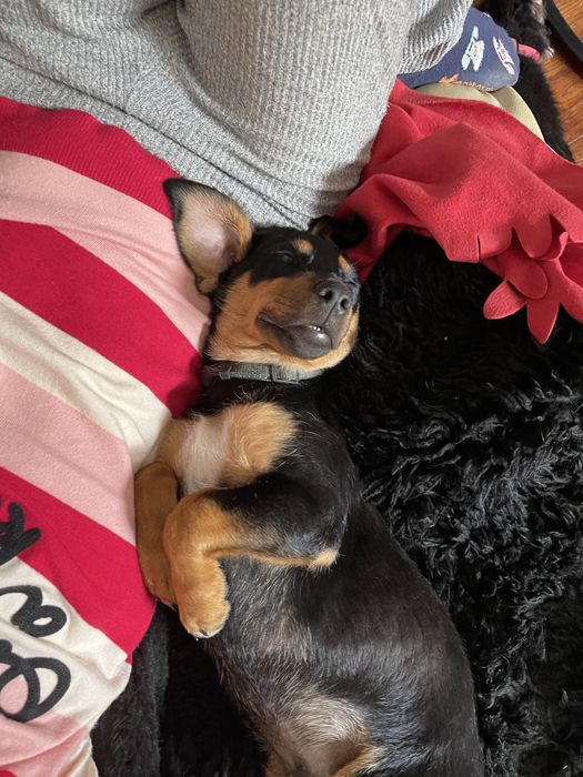 Pies herkules do adopcji