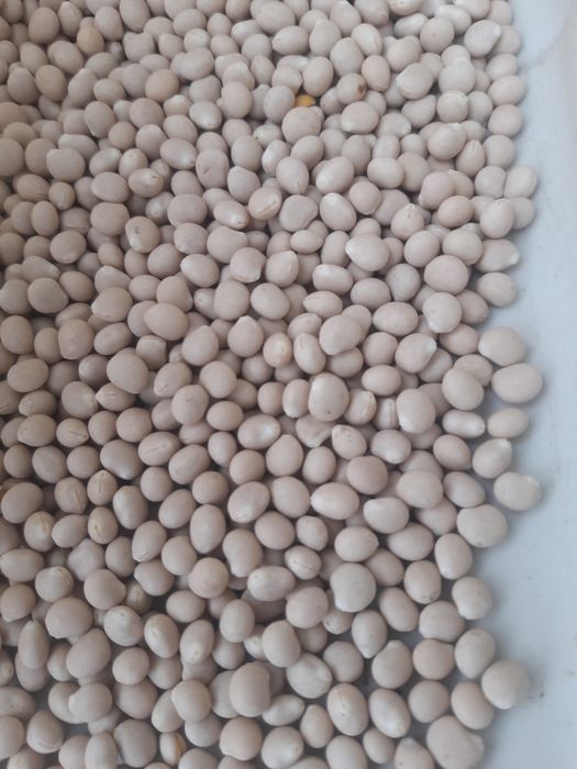 Seradela.łubin.nostrzyk.żyto jare.owies.facelia.gryka.pszenżyto jare