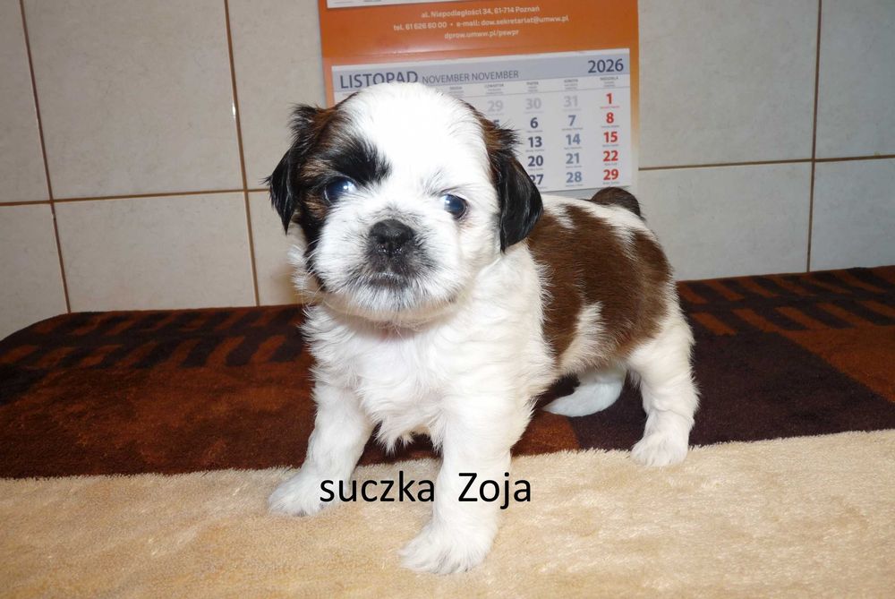 Shih tzu, suczka Zoja do odbioru od 7 listopada.