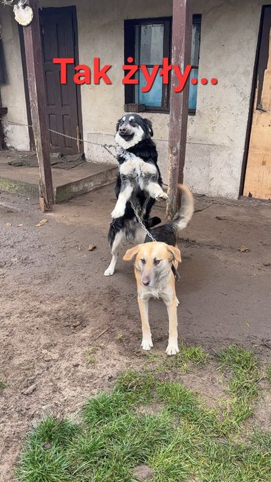 Zina- młoda suczka do adopcji!