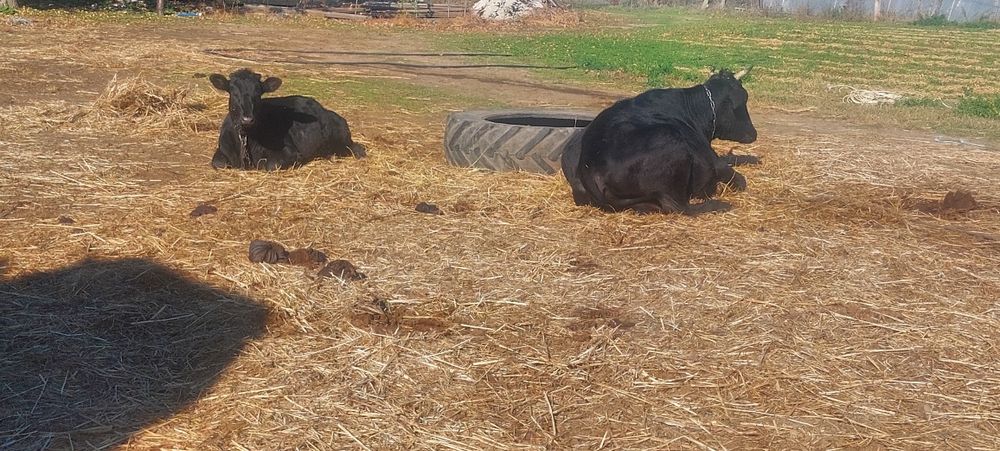 Продам стадо молодых коров .