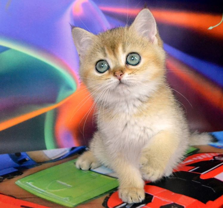 Неймовірній яскравий хлопчик золотий шиншила