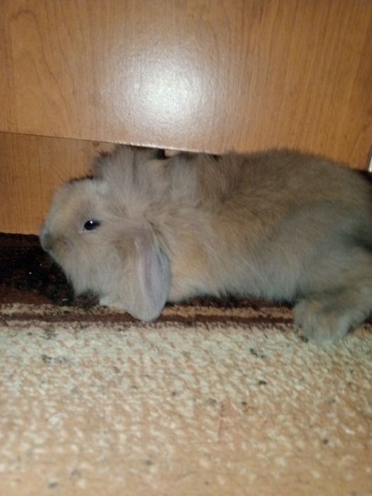 Прпродам міні декородивних кроликів