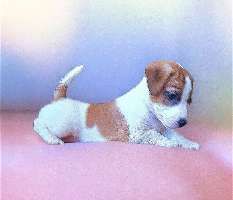 Круті породні джек- рассел