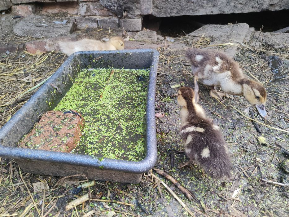 Качки шипуни індокачки мускусні