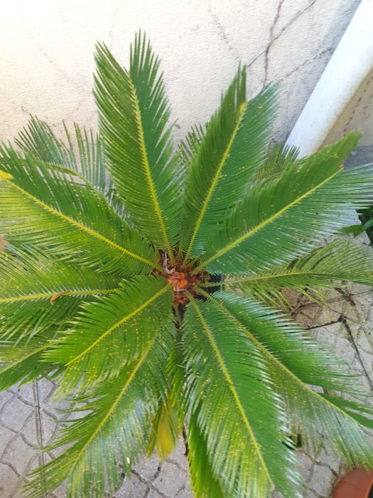 Palmeiras Cycas Revoluta