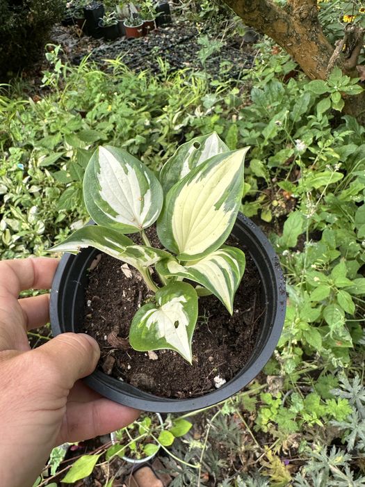 Hosta ogrodowa, Funkia różne odmiany