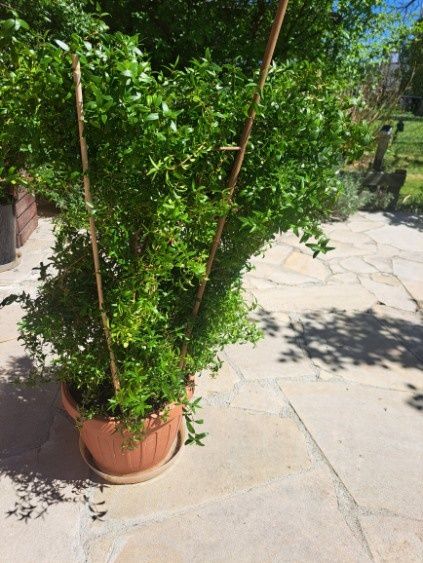 Mirt Merta Myrtus