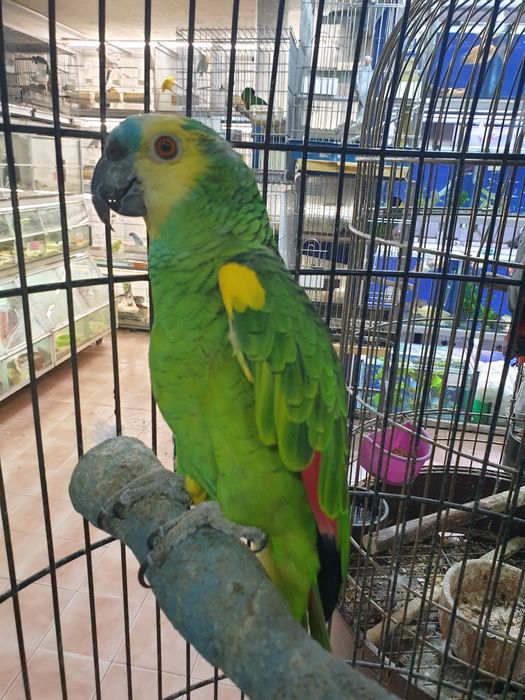 Papagaio aestiva muito bonito