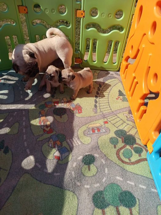 Szczeniak Mops - Dziewczynka