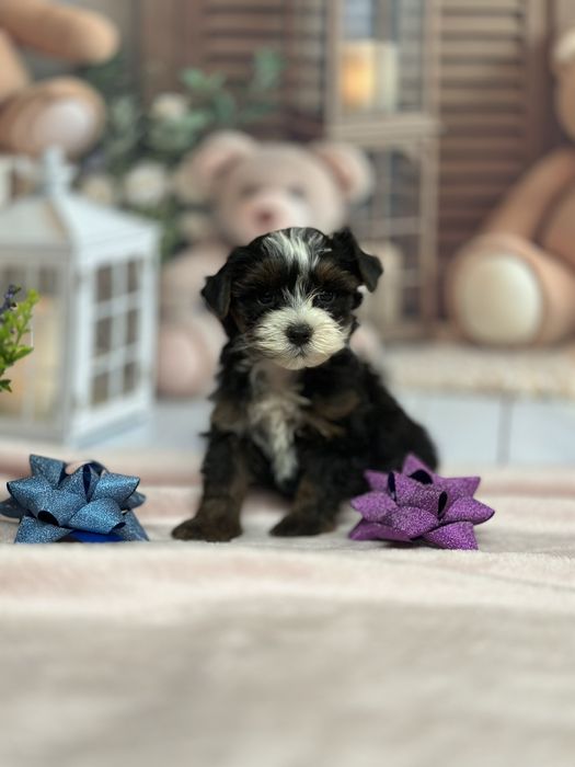 Міні бівер Йорк хлопчик гарнесенький красунчик.