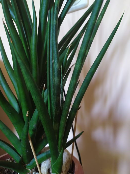 Сансевієрія TORCH