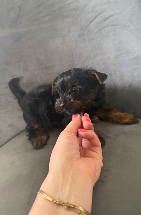 Yorkshire terrier mini suczka rodowodowa