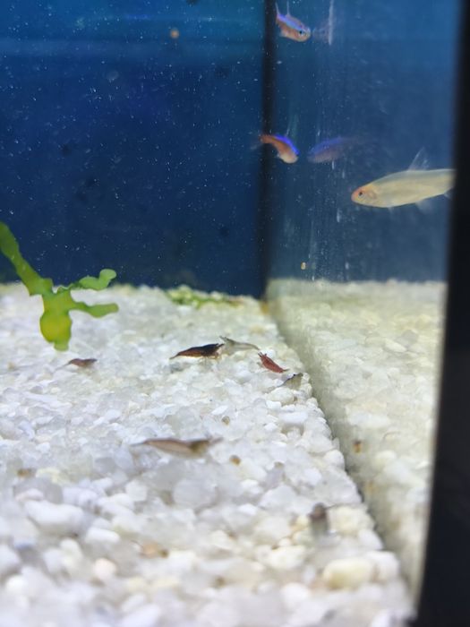 Camarão neocaridina